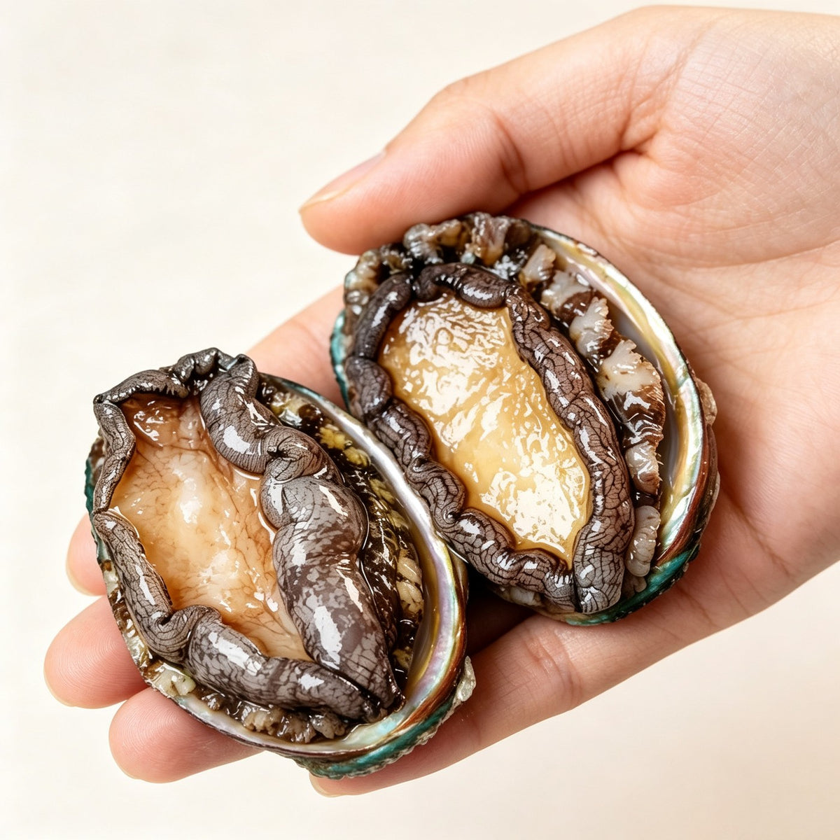 Whole abalone with iridescent shell and plump foot meat