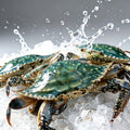 Whole wild-caught swimming crab with speckled blue-green shell